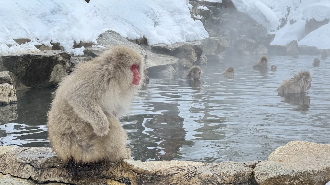 D10_Jigokudani Monkey Park_image credit nagayuki